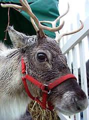 Reindeer in Red